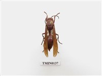 藏品(蜂)的圖片